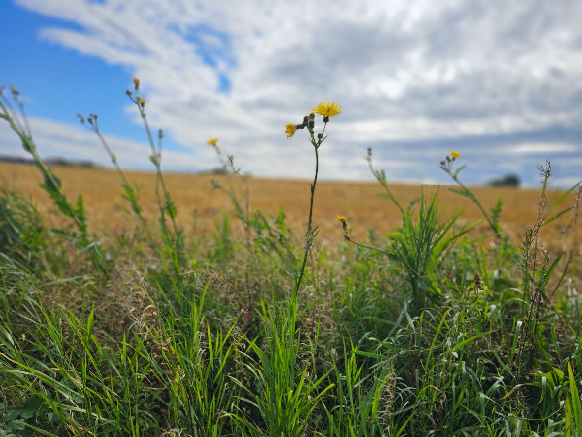 Det falske selvet og&nbsp;ensomhet