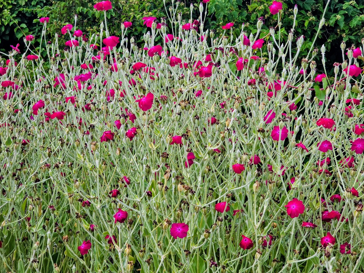 Emosjonsfokusert mindfulness